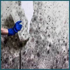 Margate Emergency Restoration Margate, FL 954-488-2959 - mold-sidebar